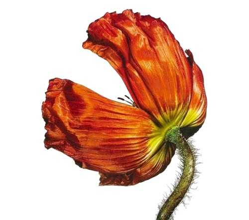 Allmusic album Review : The Pet Shop Boys have never made a bad album, but with Nightlife, they started to seem a little worn out, as if they had explored their sound as far as it would go. But Neil Tennant and Chris Lowe are among the smartest, pop-savvy groups to ever record, so they not only realized they were stagnating, they knew what to do about it, bringing Tennants Electronic partner and former Smiths guitarist Johnny Marr for several songs, and moving the group toward careful, considered, mature pop for their eighth album, Release (another pun-worth title, worthy of Please). For most artists, the adjective "mature" would seem an epithet, but here its an accurate description for this elegant, eloquent, knowing music -- its maturation achieved through experience and worldliness, not an exorbitant bank account. On that level, this is about the most mature pop album released this decade, exhibiting a refined sense of craft and a keen sense of purpose, marrying the particular sentiment of a song with the right production. Its hard to call Release an album of its time, since it hardly falls prey to trends, but its aware of its time -- an album thats proudly out of step with the particulars of hipness, but knows what they constitute, knows what they feel like, knows what modernism means for somebody whos lived their life with the burden of being hip, whose always felt a compulsion to stay on top of things -- and feeling that desire fade as you get older. So, that means that while Release occasionally sings of the new -- synth lines, vocoders, beats, a song designed to respond to Eminems homophobia (the exquisite "The Night I Fell in Love") -- its from the vantage of people who have lived through all of this before, and know particulars will pass while the song remains the same. The great thing is, even if this sentiment has been present in previous Pet Shop Boys albums, they have brought the dance-club to the background (partially due to Marrs presence) and have brought the songs to the forefront, resulting in a record that feels like the Pet Shop Boys, even when it doesnt sound like them. And thats a good thing, since it retains their greatest attributes while giving them a new spin, and it makes for the best Pet Shop Boys album in nearly ten years. release