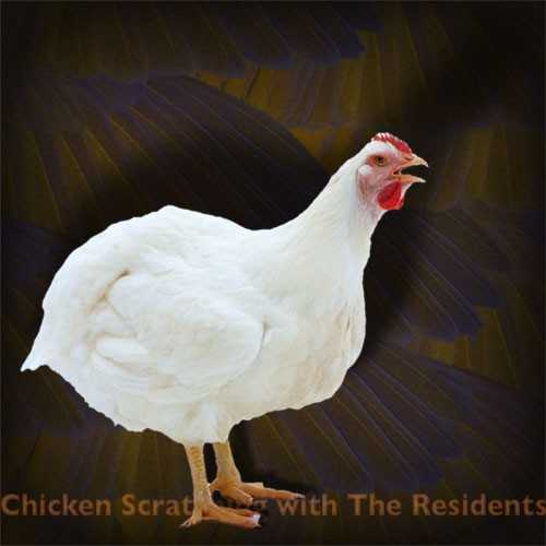 chicken_scratching_with_the_residents